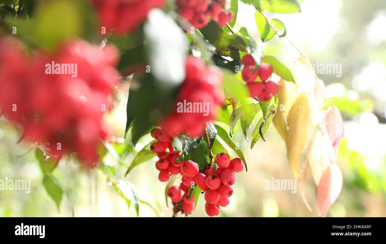 Nahaufnahme eines beleuchteten australischen Lilly Pilly-Baumes mit vielen frischen rosa Beeren oder reifen Früchten. Die Blätter sind nass Stockfoto