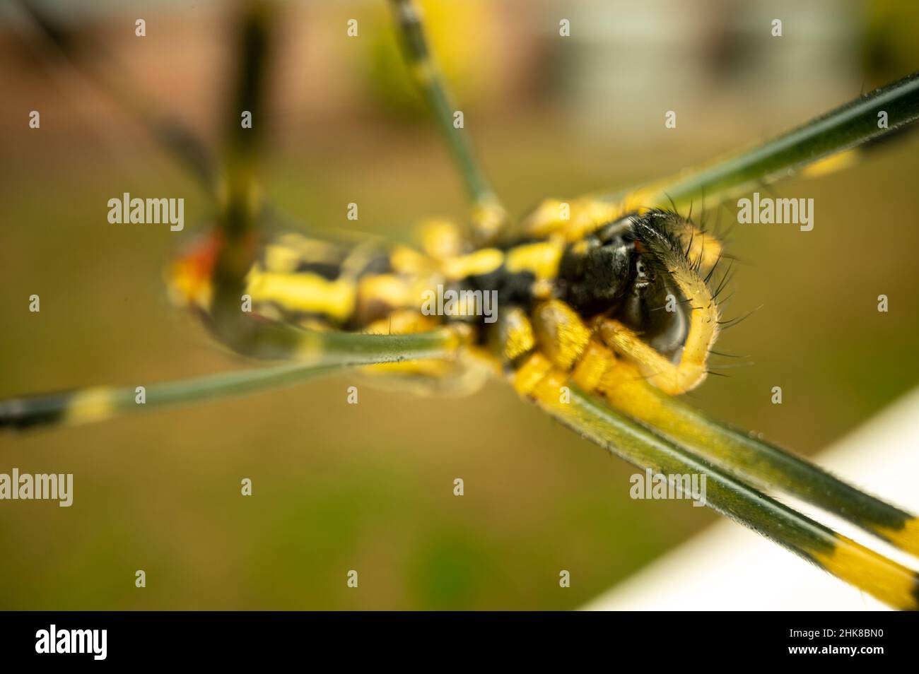 Die Augen und das Gesicht von Joro Spider werden mit einem extremen Makroobjektiv aus nächster Nähe aufgenommen Stockfoto