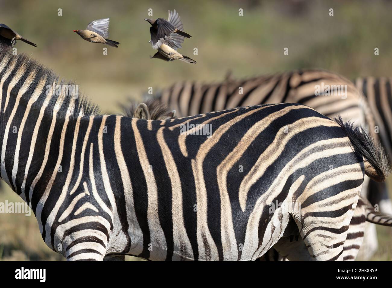 Rotschnabel-Ochsenkerze fliegen an einem sonnigen Tag vom Zebra auf dem Feld Stockfoto