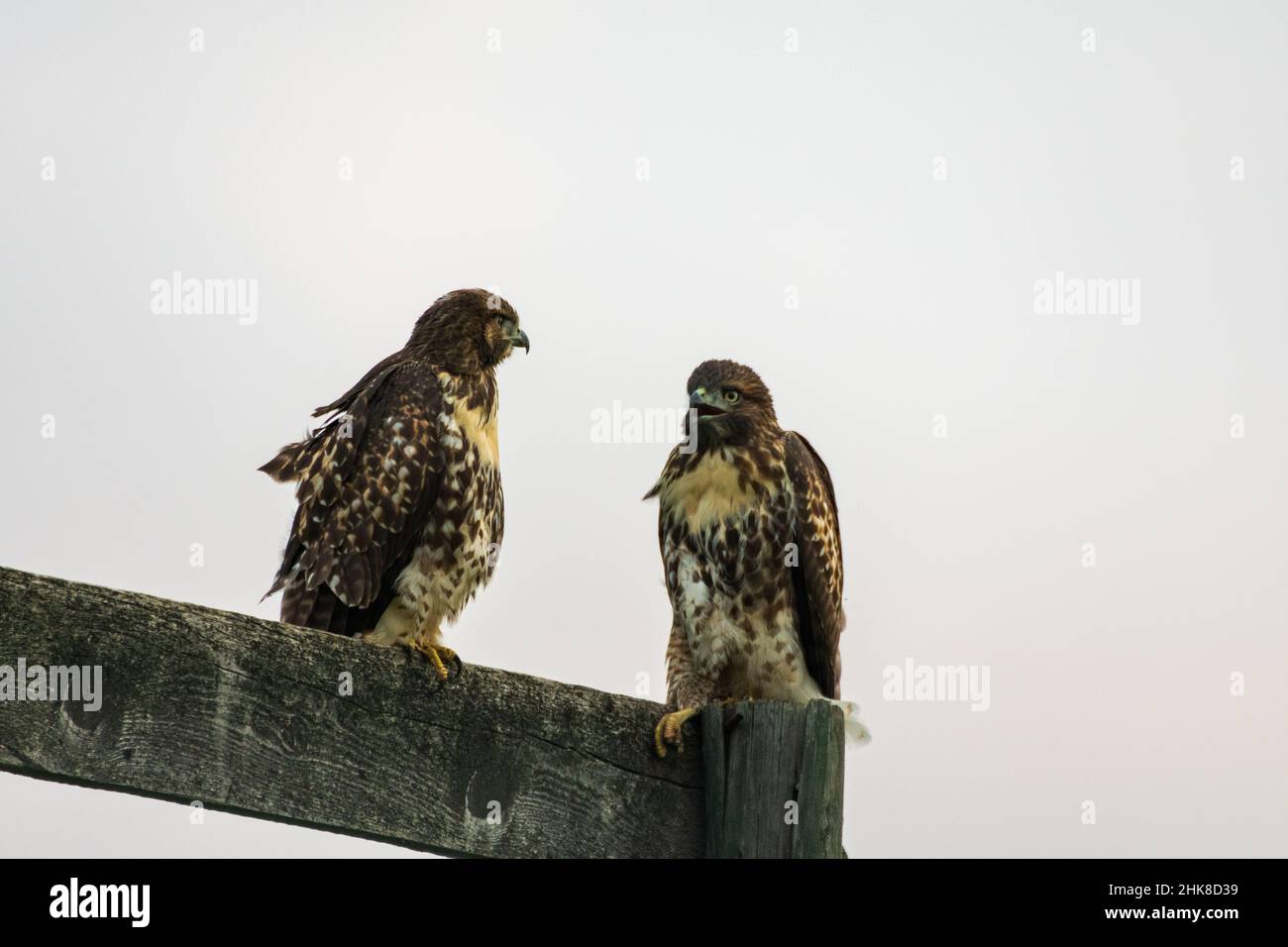 Ein Paar wunderschöner Red Tailed Hawks thront auf einem hölzernen Schild in Wyoming, USA Stockfoto