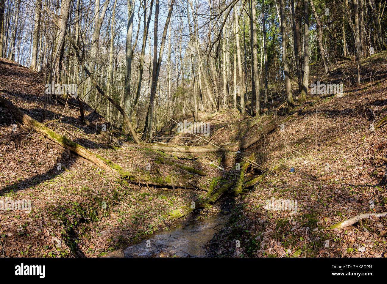 Eine Schlucht mit einem Bach und sanften Hängen in einem bewaldeten Gebiet Stockfoto