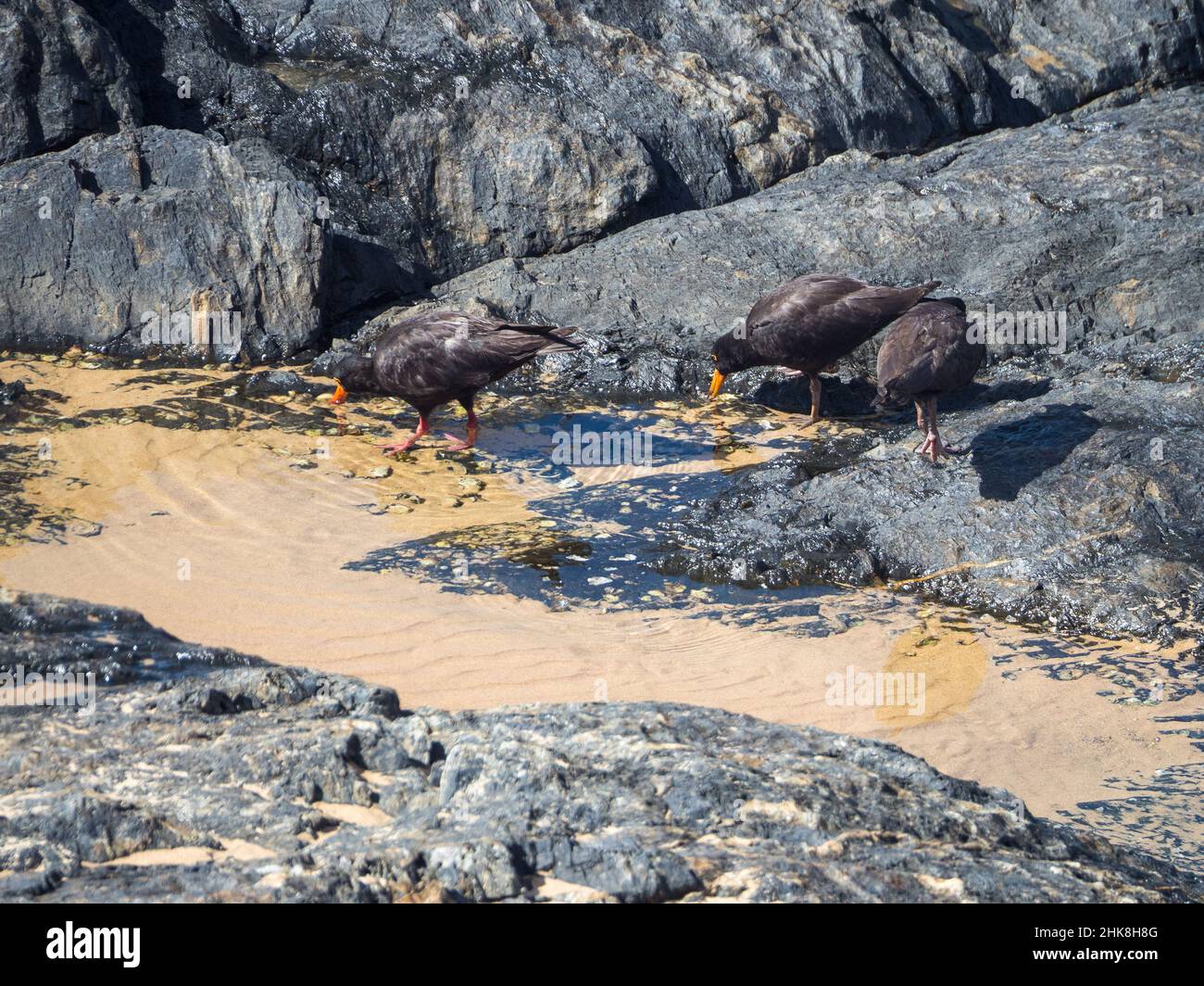 3 schwarz gefiederte Sooty Austernfischer, Vögel, die sich in die Felsen einmischen, orangefarbene Schnäbel und Beine, die aus den Felsenpools herausstehen. Australien Stockfoto