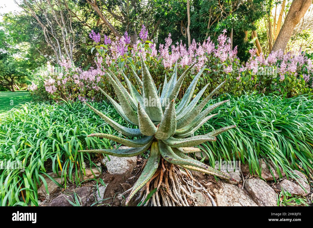 Einheimische blühende Vegetation und Pflanzen im Kirstenbosch National Botanical Garden in Kapstadt, Südafrika. Stockfoto