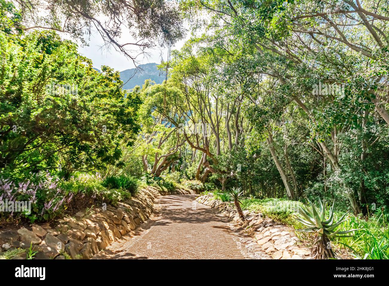 Wanderweg entlang der Gartenvegetation im Schatten der Bäume am Kirstenbosch National Botanical Garden in Kapstadt, Südafrika. Stockfoto