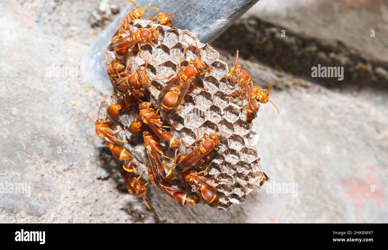 Wespen stehen dort im Wespennest. Die gelb linierte Papierwespe (Ropalidia marginata) mit dunkles Hintergrund Stockfoto