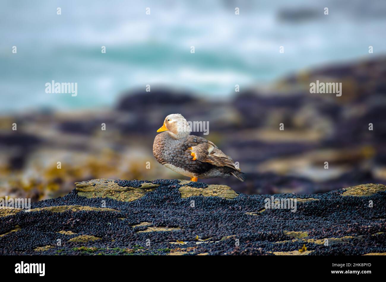 Falkland Steamer Duck ist eine Dampfente, die auf den Falkland-Inseln im südlichen Atlantischen Ozean beheimatet ist. Stockfoto