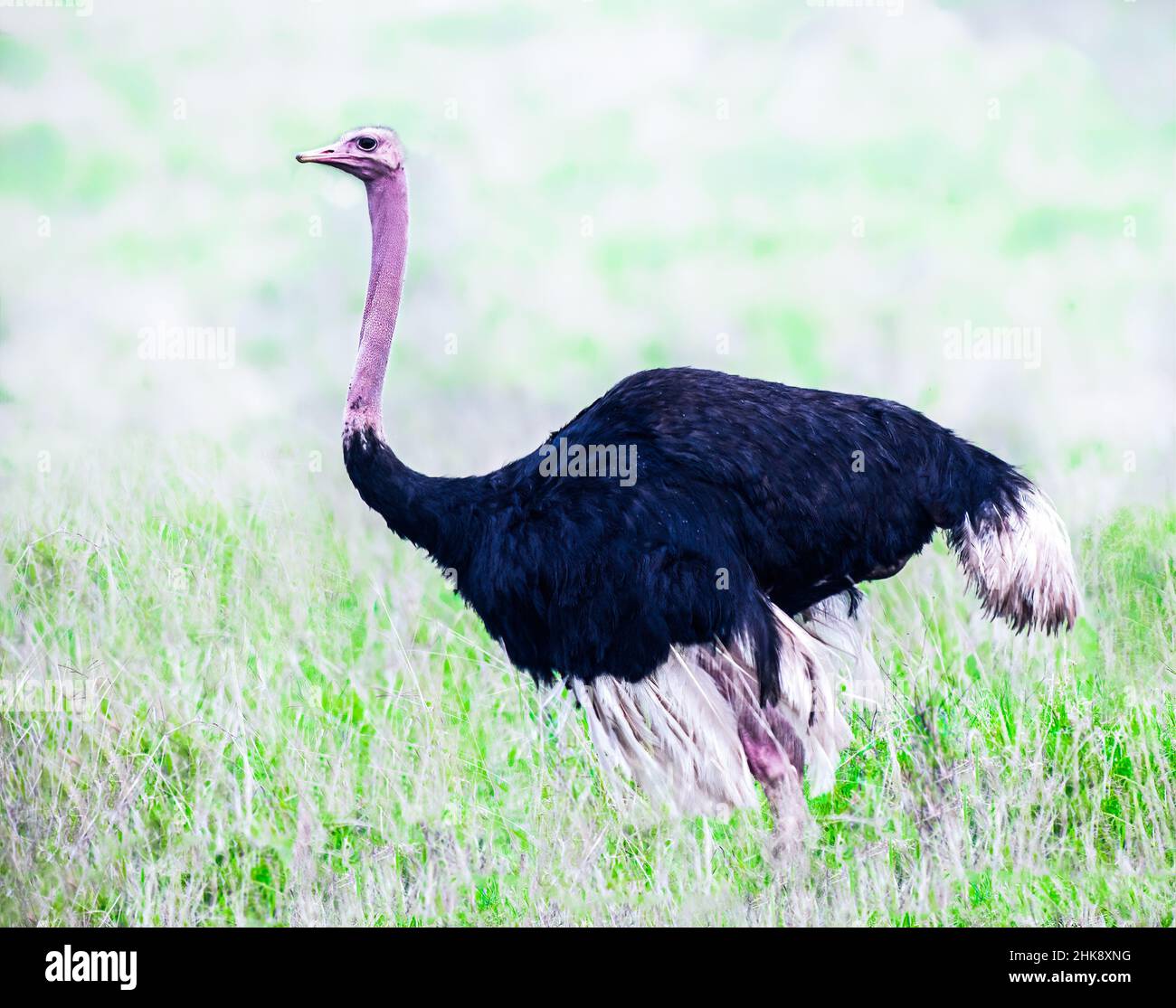 Strauß ist ein großer flugunloser Vogel Afrikas, der die größten Eier legt Stockfoto