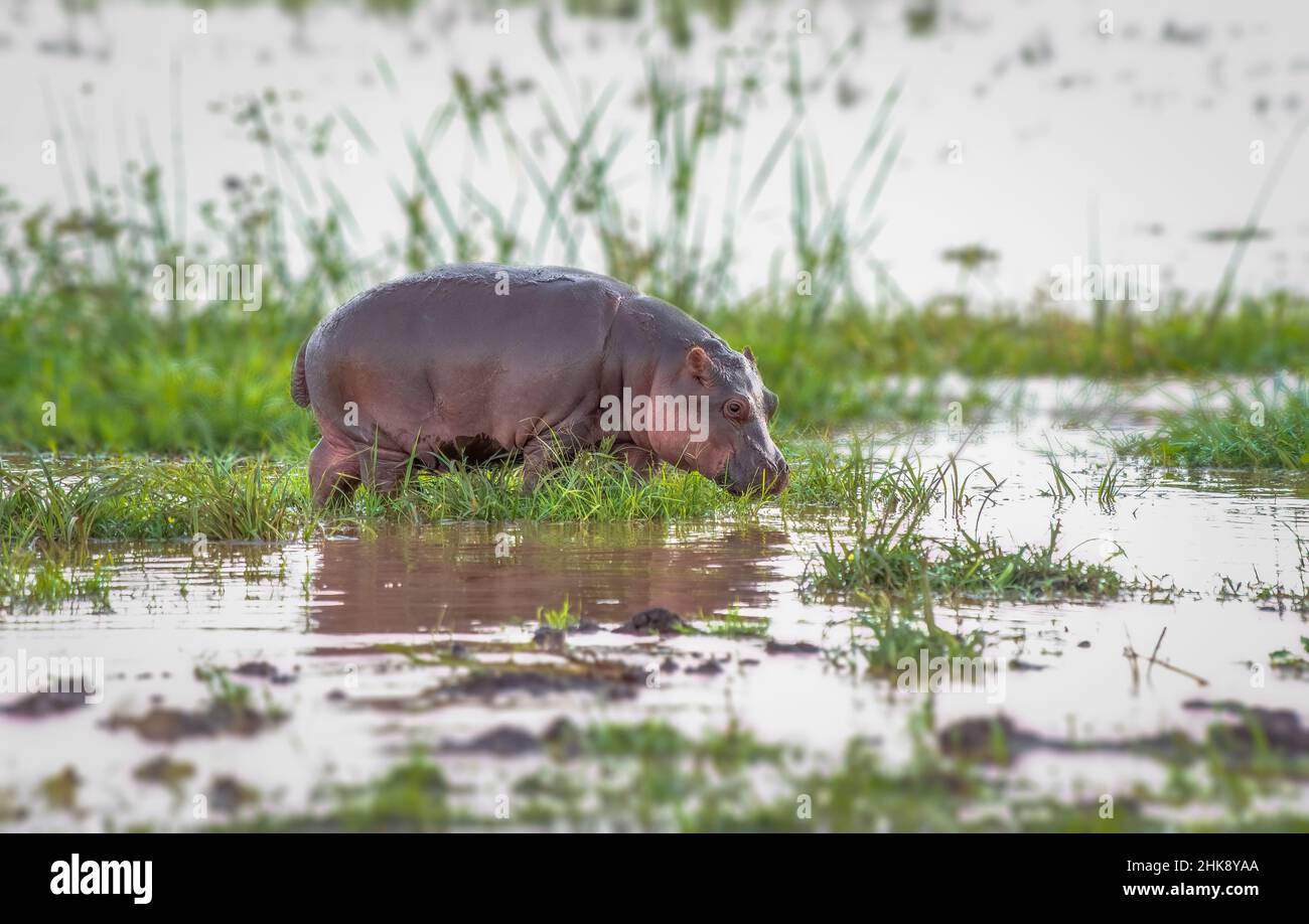 Baby Hippo mit Salat zum Mittagessen in Afrika Stockfoto