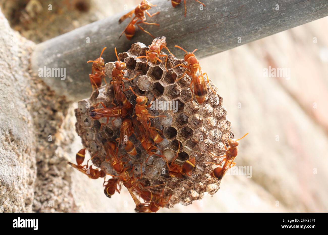 Wespen stehen dort im Wespennest. Die gelb linierte Papierwespe (Ropalidia marginata) mit dunkles Hintergrund Stockfoto