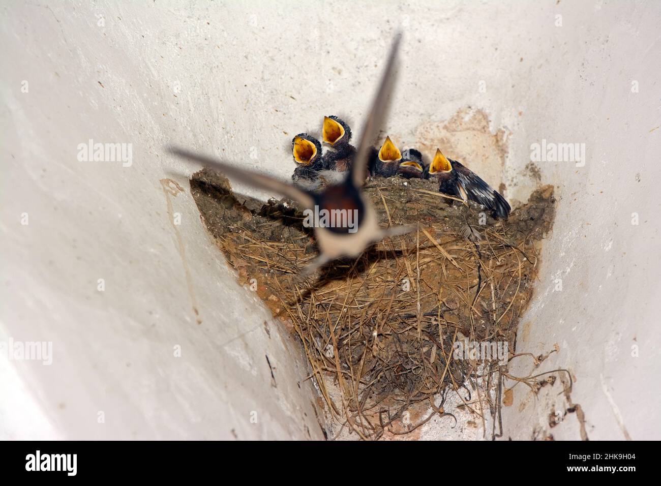 Die Schwalbe (Hirundo rustica) füttert ihre Jungen in einem Nest. Stockfoto