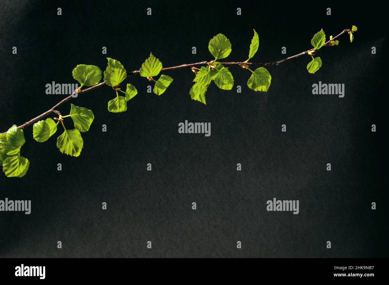 Birkenzweig mit jungen Blättern. Kontrastdarstellung auf dunklem Hintergrund. Speicherplatz kopieren Stockfoto