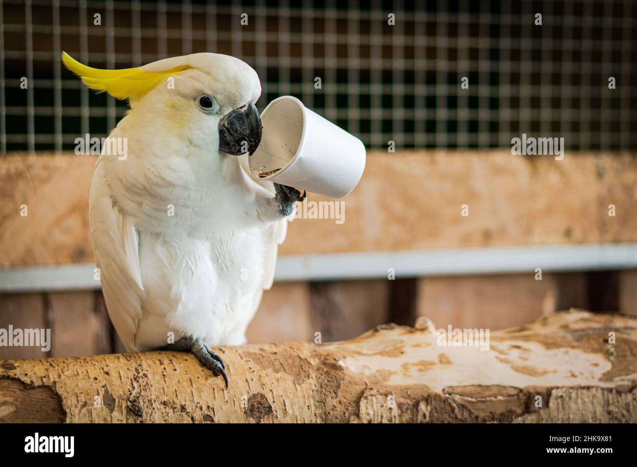 Der gelbkappige Kakadu frisst Getreide aus einer Papiertasse. Großer weißer Papagei Stockfoto