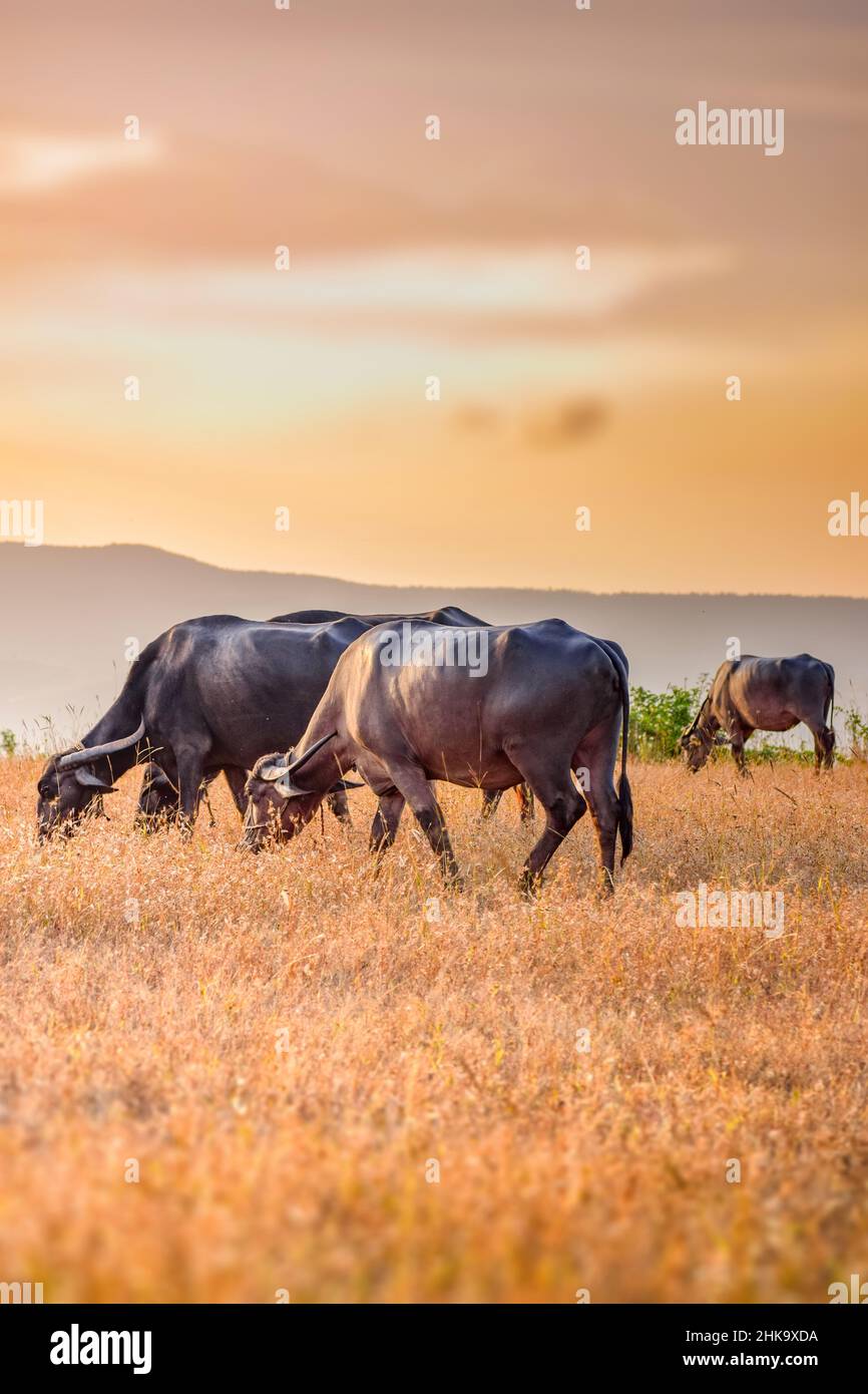 Indischer Hausbüffel weidet am Abend trockenes Gras. Diese Büffel sind wichtig für die Milchproduktion und ein wichtiger Teil der indischen Viehzucht. Stockfoto