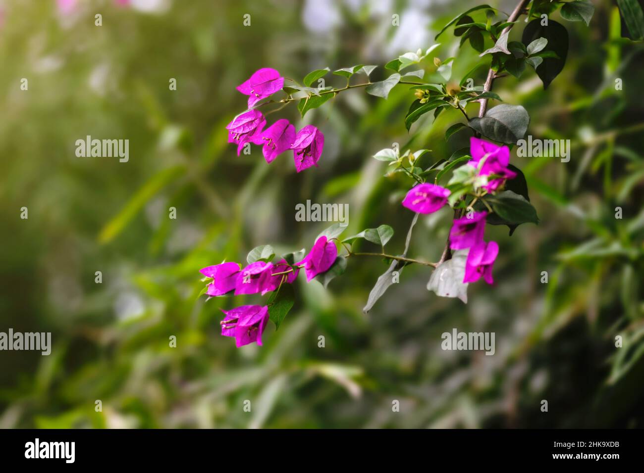 Schöne rosa gefärbte Bougainvillea Rebe blüht mit Reben und Blättern. Selektiver Fokus verwendet. Stockfoto