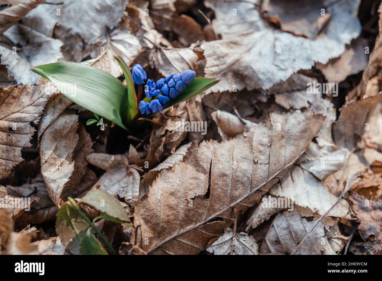 Scilla siberica, wilde blaue frühe Blume, erste Frühlingsblüte im wilden Waldgarten Stockfoto