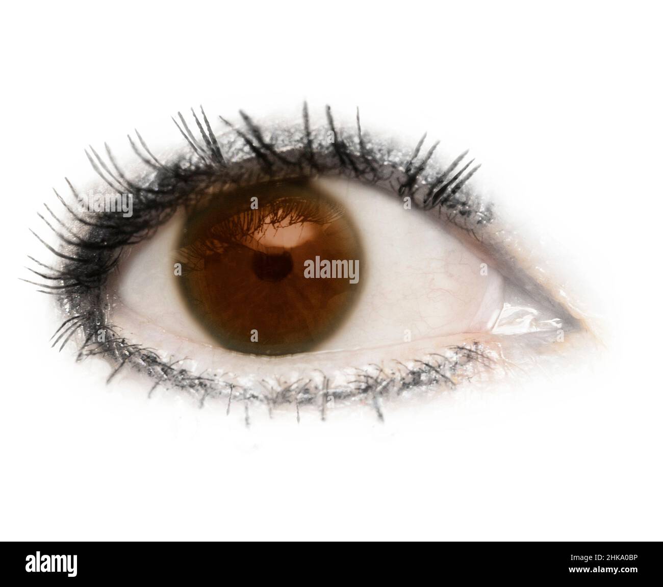 Ein Auge, Augapfel, braune, braune Augen, isoliert mit Wimpern Wimpern auf weißem Hintergrund. Augenlid, Pupille, Sclera, Iris. Stockfoto