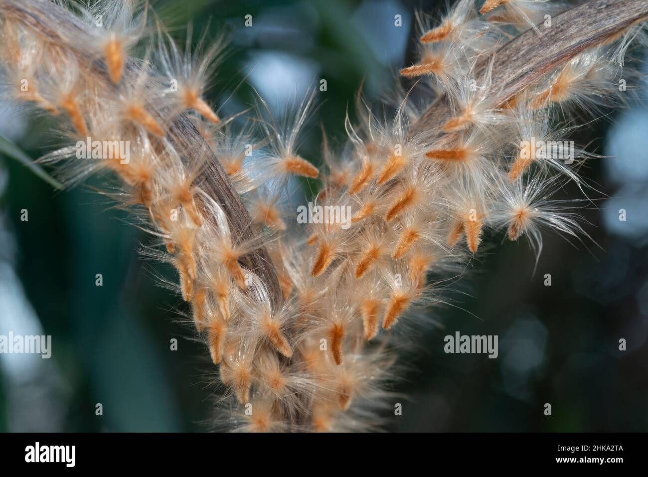 Samenkapsel einer Oleander-Frucht Stockfoto