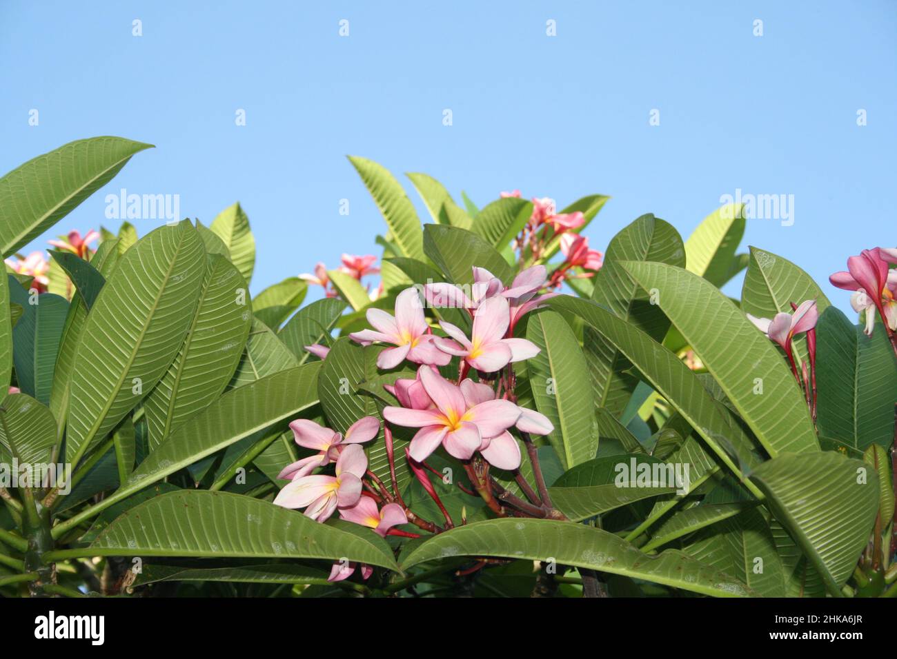 Die Natur von Frangipani in einem botanischen Garten Stockfoto