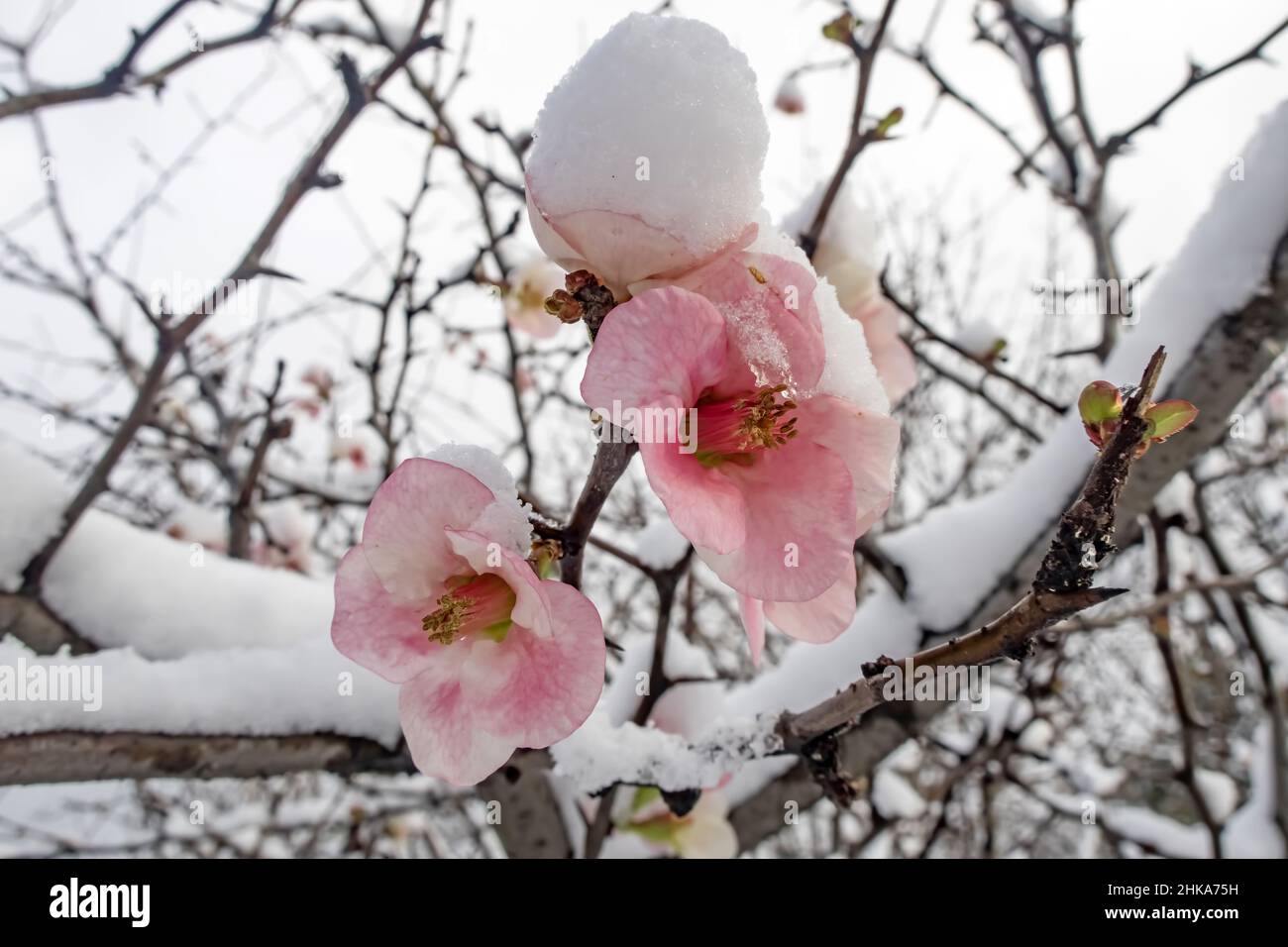 Im Winter blüht der Frühling unter dem Schnee Stockfoto