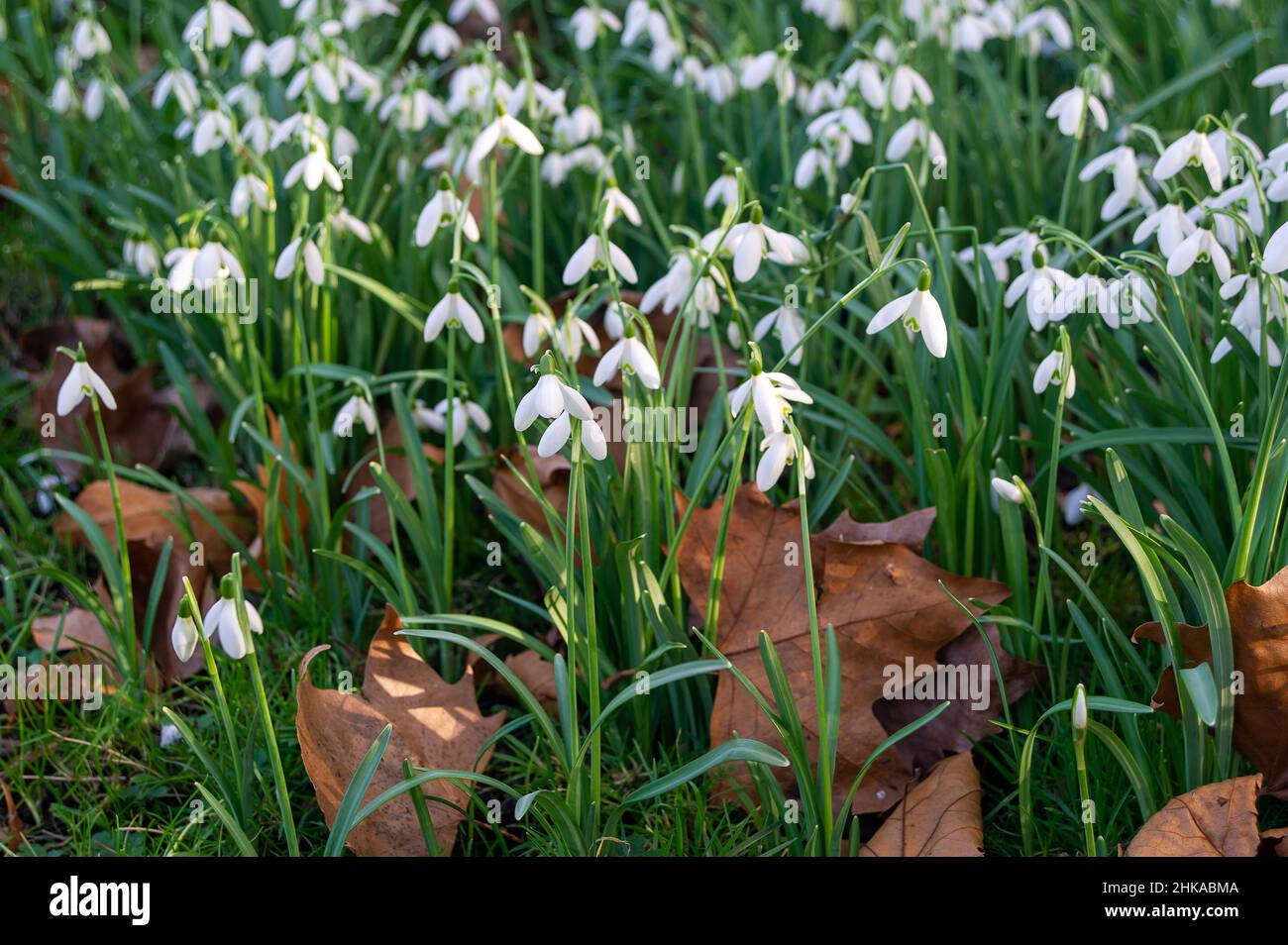 Maidenhead, Anford, Großbritannien. 1st. Februar 2022. An einem warmen Morgen fällt Schnee an der Themse. Die Temperaturen steigen und es herrscht ein Gefühl des Frühlings in der Luft. Quelle: Maureen McLean/Alamy Stockfoto