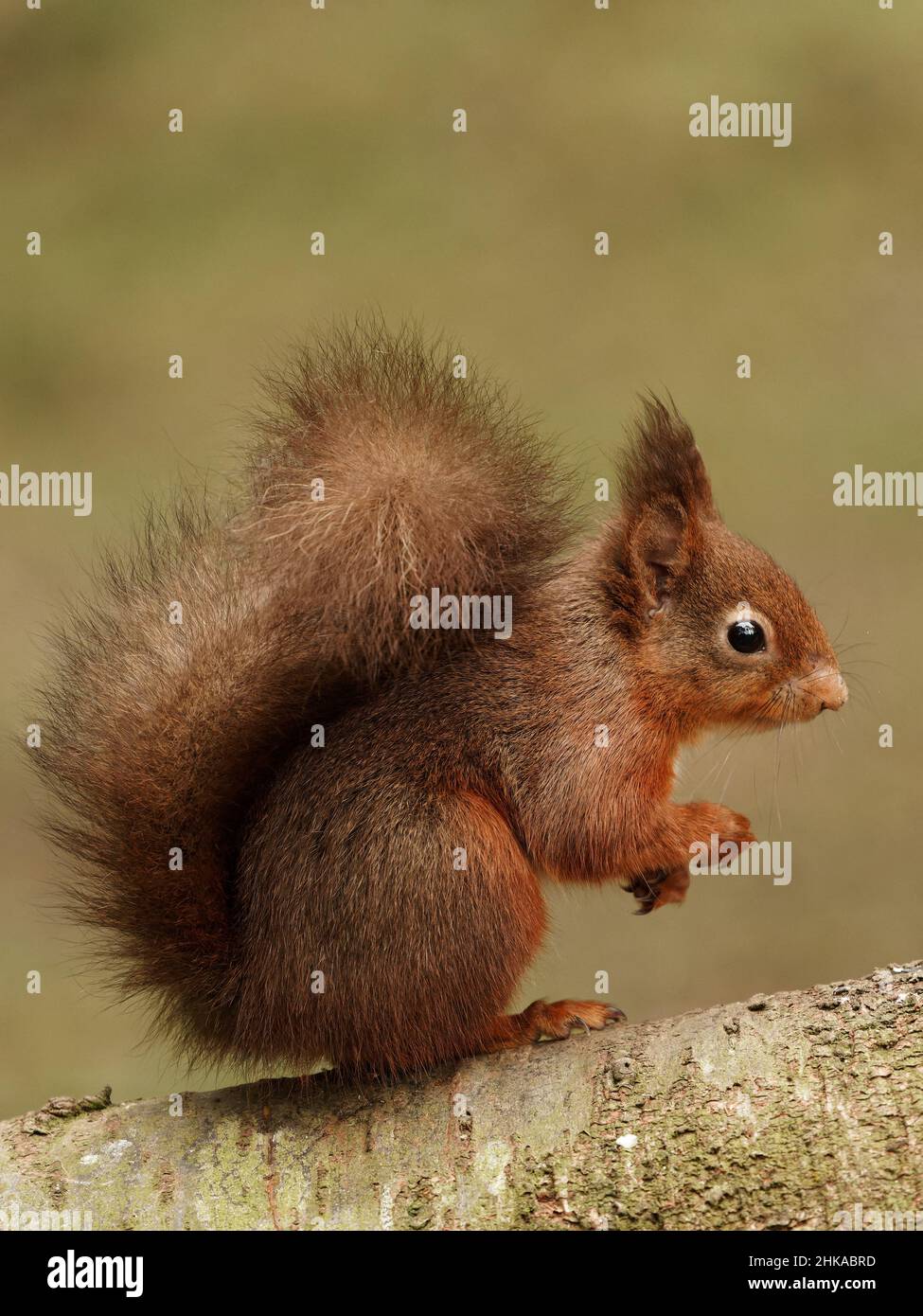 Ein Rothörnchen (Sciurus vulgaris) auf einem Baumstamm in einem Kiefernwald in der Nähe des Dorfes Hawes in den Yorkshire Dales. Stockfoto