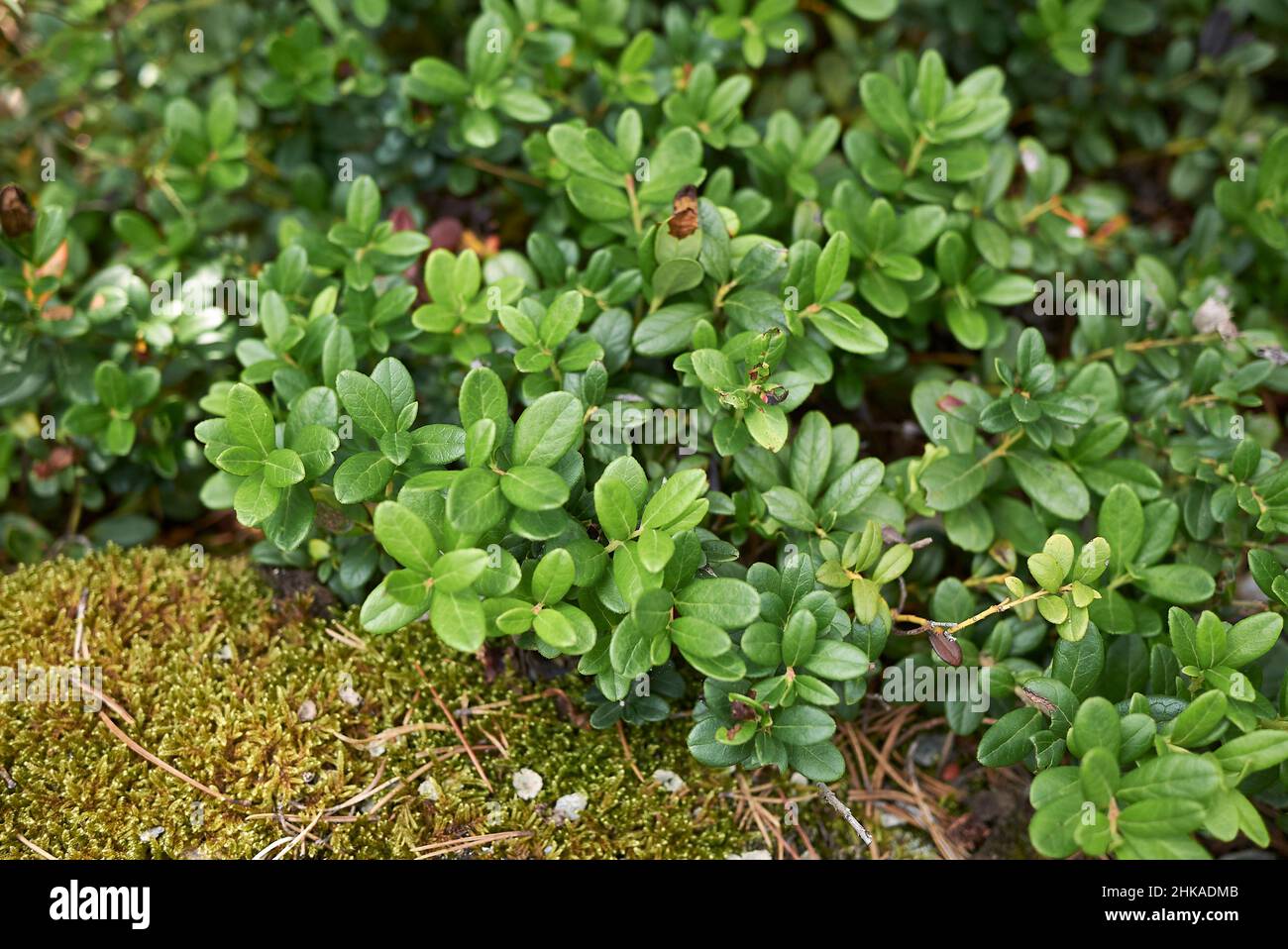 Vaccinium vitis-idaea frische Pflanzen Stockfoto