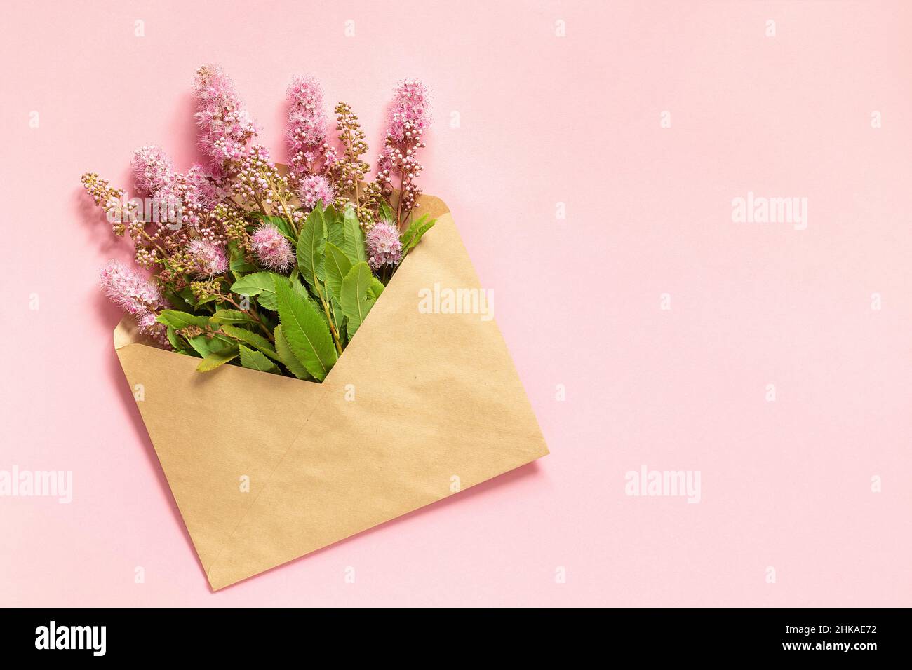 Feld rosa Blumen in Handwerk Umschlag auf rosa Hintergrund Grußkarte Flat Lay Copy Space Konzept Hallo Frühling. Stockfoto