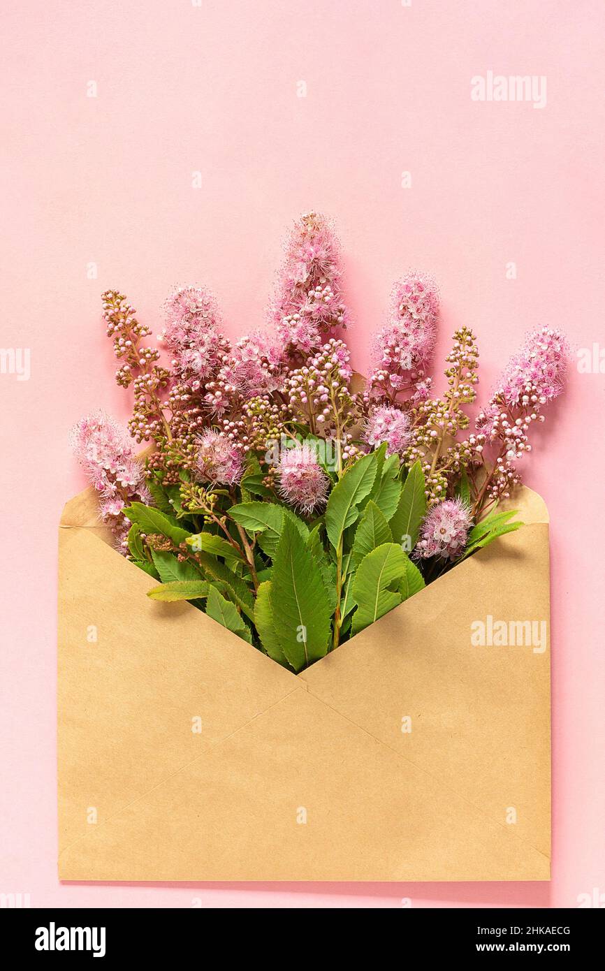 Feld rosa Blumen in Handwerk Umschlag auf rosa Hintergrund Grußkarte Flat Lay Copy Space Konzept Hallo Frühling. Stockfoto