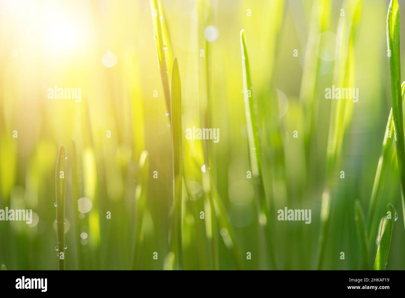 Grünes Gras natürlicher Hintergrund, Frühling, weicher Fokus. Stockfoto
