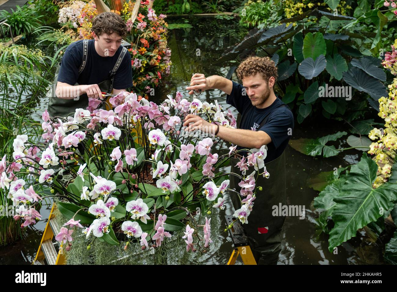Orchideenfest 2022 Fotos und Bildmaterial in hoher Auflösung Alamy