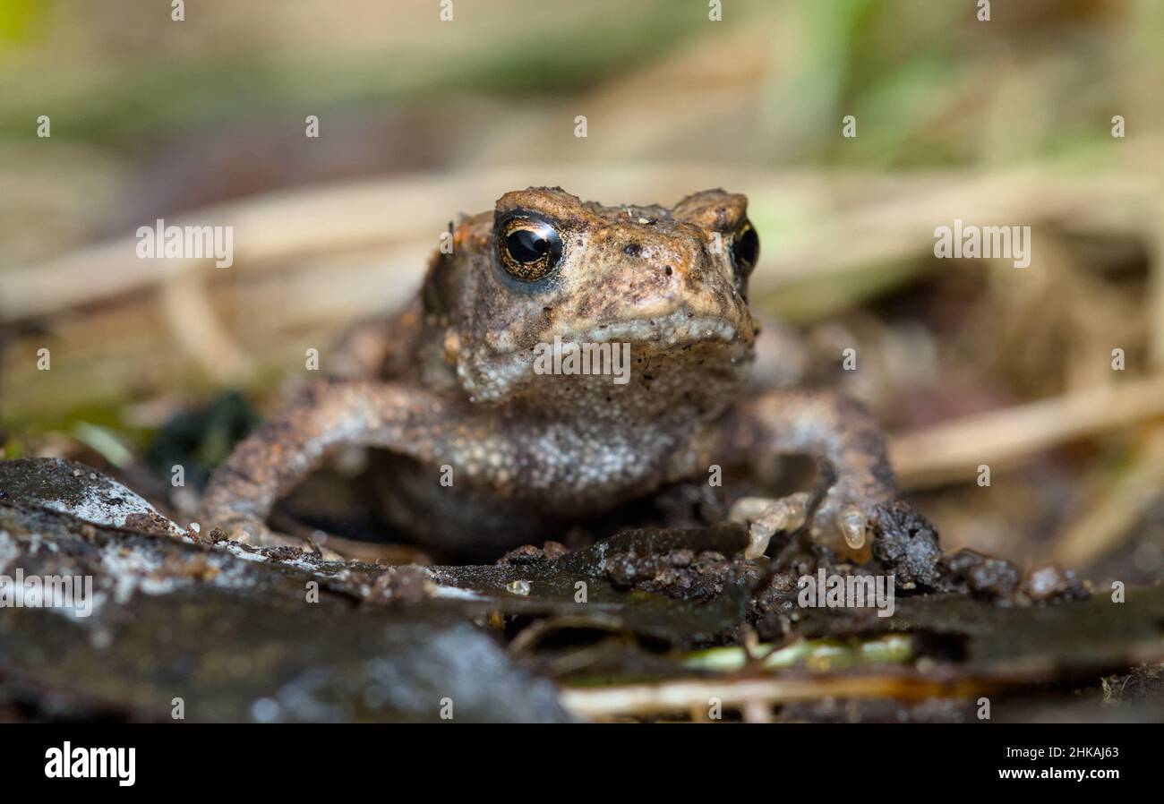 Makro-Nahaufnahme von vorne auf Aufnahme Einer jungen kleinen gemeinsamen europäischen Kröte, Bufo Bufo kriecht im Blattlaus, New Forest UK Stockfoto