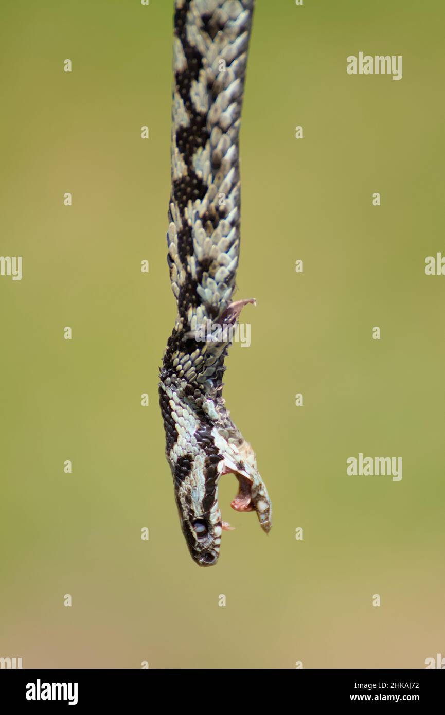 Nahaufnahme des Leiters Einer toten Jugendlicher-Adder, Vipera berus, Keyhaven UK Stockfoto