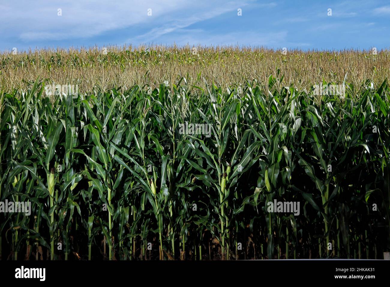 Tagesansicht der Maisernte - Agrarkonzept Stockfoto