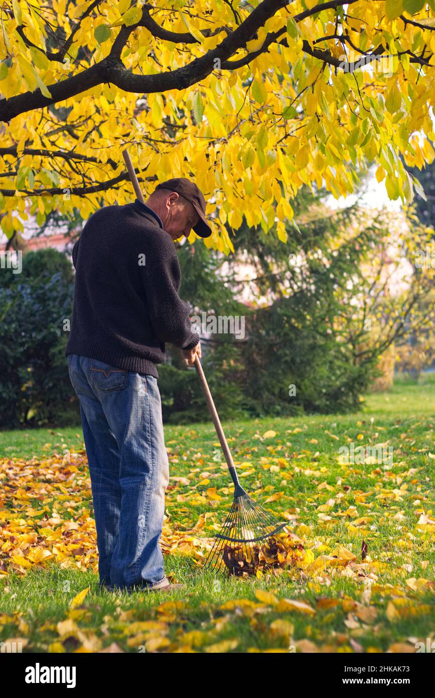 Gärtner, der im Herbst gefallene Blätter im Garten abraubt. Alter Bauer, der in der Herbstsaison in seinem Garten arbeitet. Stockfoto