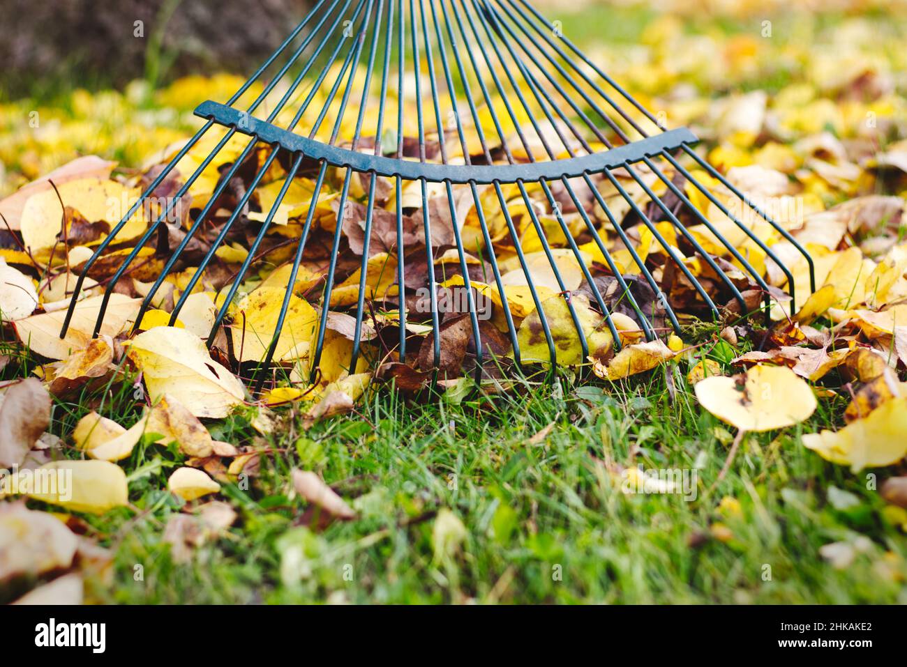 Rechen mit gefallenen Blättern im Herbst. Gartenarbeit während der Herbstsaison. Rasen von Blättern reinigen. Stockfoto