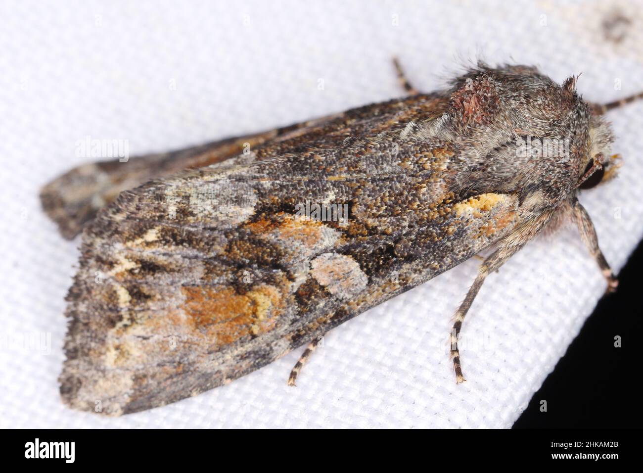 Ausgewachsene Schnurwurm-Motte der Familie Noctuidae Stockfoto