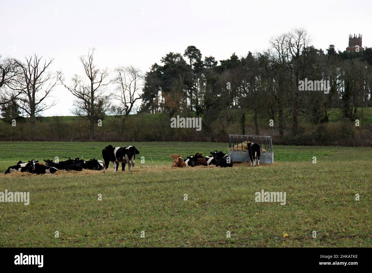 Friesische Kühe liegen - ein Zeichen von schlechtem Wetter? Wahrscheinlicher ist es, dass sie nach dem Füttern ihren Jungen kauen. Stockfoto
