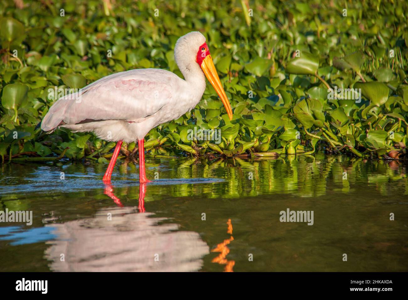 Blick auf einen wunderschönen Weißstorch, der durch das Wasser watet und neben den Wasserhyazinthen am Ufer des Lake Naivasha, Kenia, auf Nahrungssuche geht Stockfoto