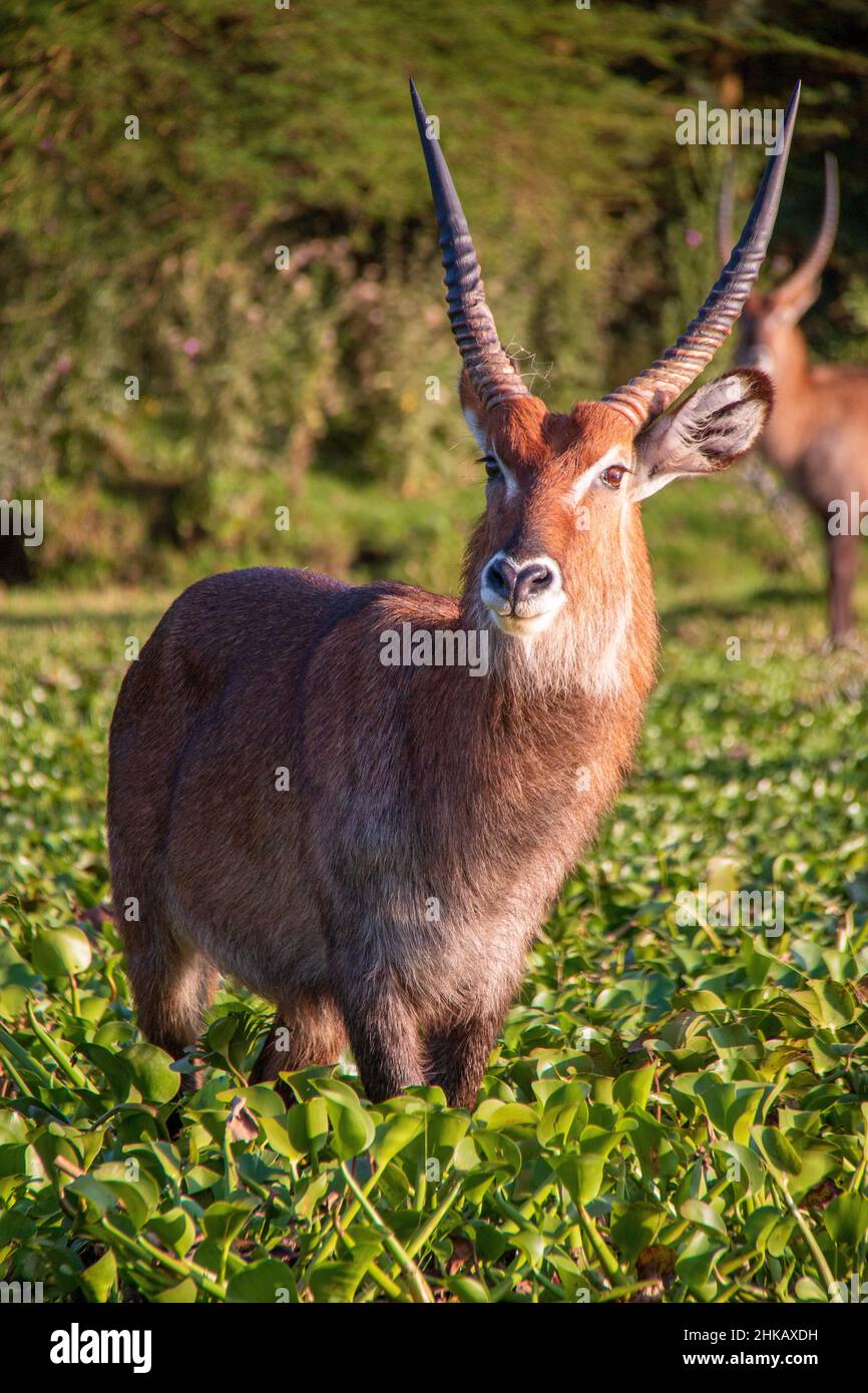 Wunderschöne Aussicht auf einen männlichen Wasserbock, der zwischen Wasserhyazinthen am Ufer des Lake Naivasha, Kenia, steht Stockfoto