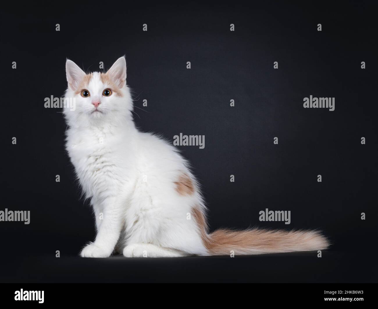 Niedliche junge seltene türkische Van Katze Kätzchen, sitzend Seitenwege. Blick neben die Kamera. Isoliert auf schwarzem Hintergrund. Stockfoto