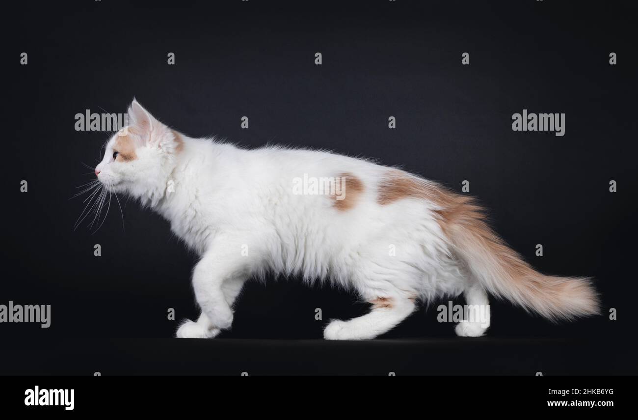 Niedliche junge seltene türkische Van Katze Kätzchen, zu Fuß Seitenwege zeigen Profil. Isoliert auf schwarzem Hintergrund. Stockfoto