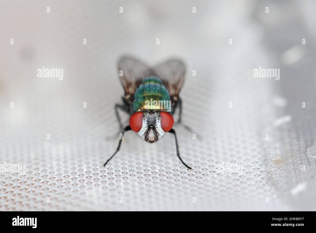Fliegen Sie Lucilia caesar gemeine Greenbottle Blowfly Diptera aus der Nähe, während Sie Eier legen. Stockfoto