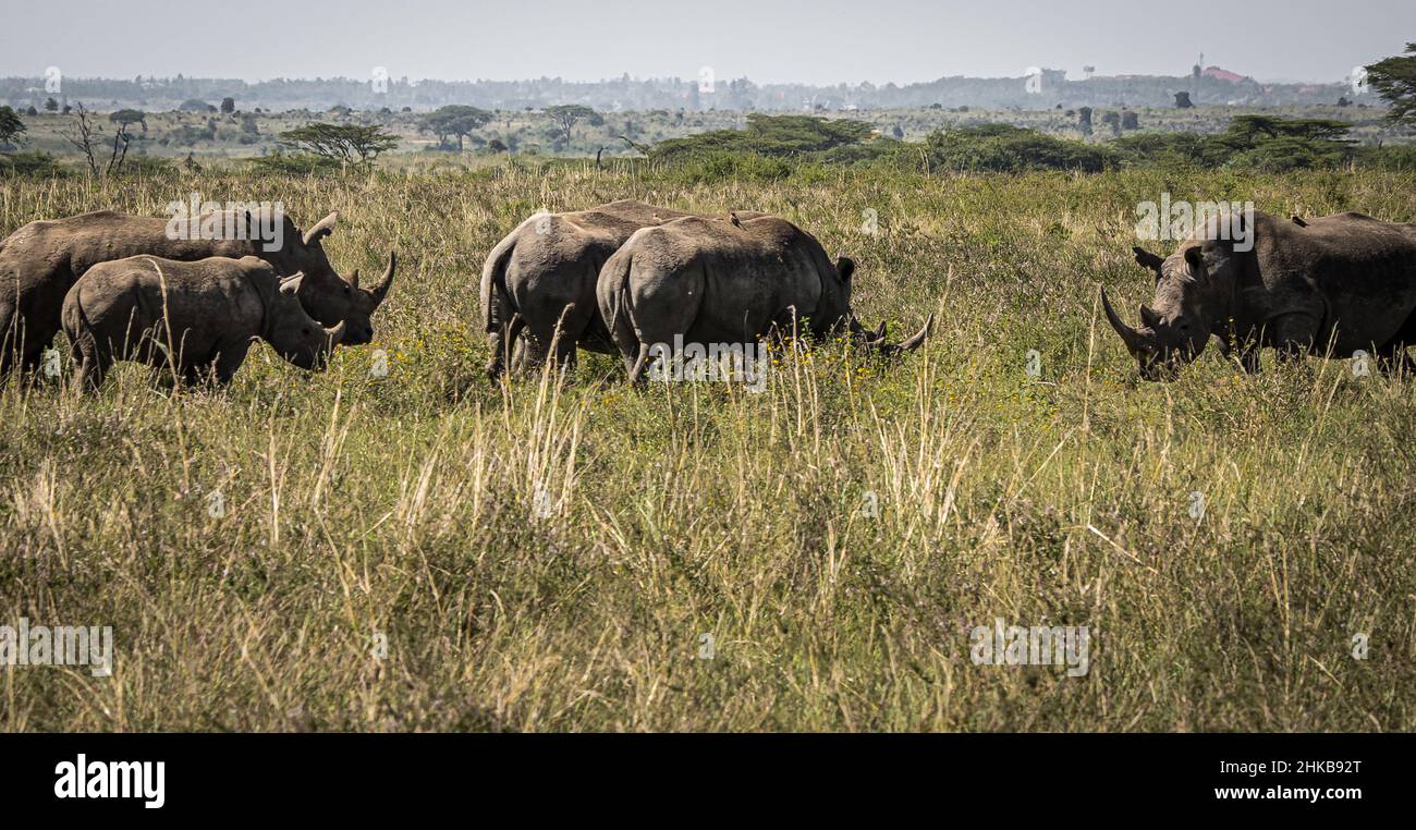 Blick auf eine Herde weißer Nashörner, die das Kalb schützen und in den Savannen des Nairobi National Park in der Nähe von Nairobi, Kenia, grasen Stockfoto