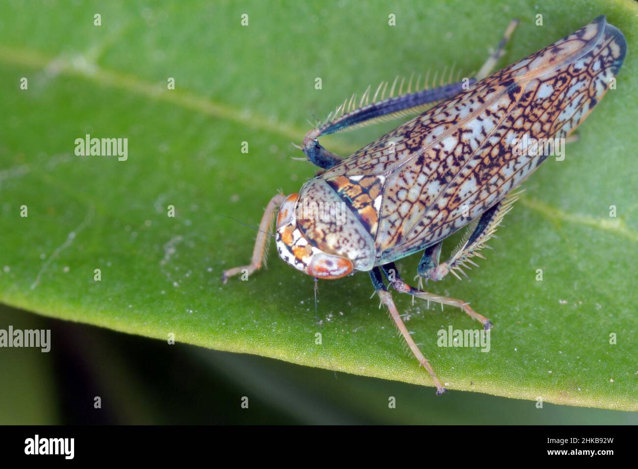 Japanischer Blatttrichter, Mosaic Blatttrichter - Orientus ishidae. Erwachsener sitzt auf einem Blatt. Stockfoto