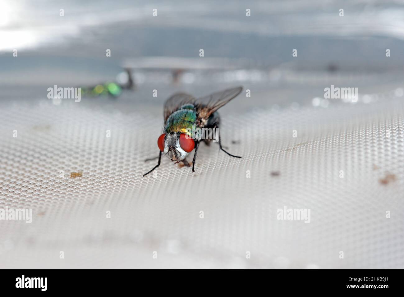 Fliegen Sie Lucilia caesar gemeine Greenbottle Blowfly Diptera aus der Nähe, während Sie Eier legen. Stockfoto