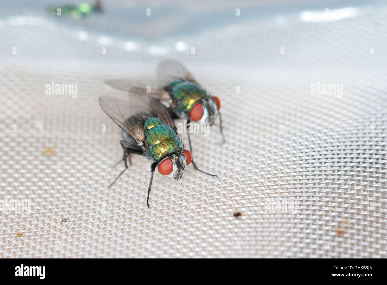 Fliegen Sie Lucilia caesar gemeine Greenbottle Blowfly Diptera aus der Nähe, während Sie Eier legen. Stockfoto