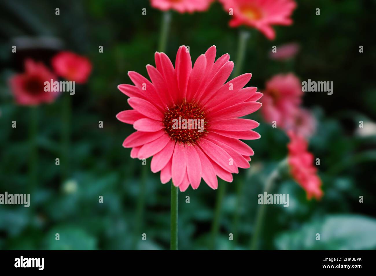 Heißes rosa Gerbera Daisy Stockfoto