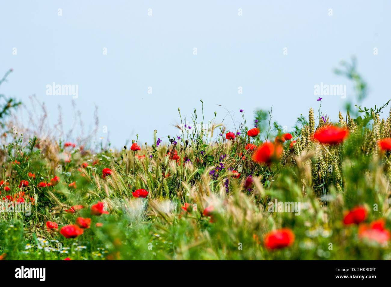 Mohnblumen. Poppy ist eine krautige Pflanze mit auffälligen Blüten, milchigem saft und abgerundeten Samenkapseln. Stockfoto