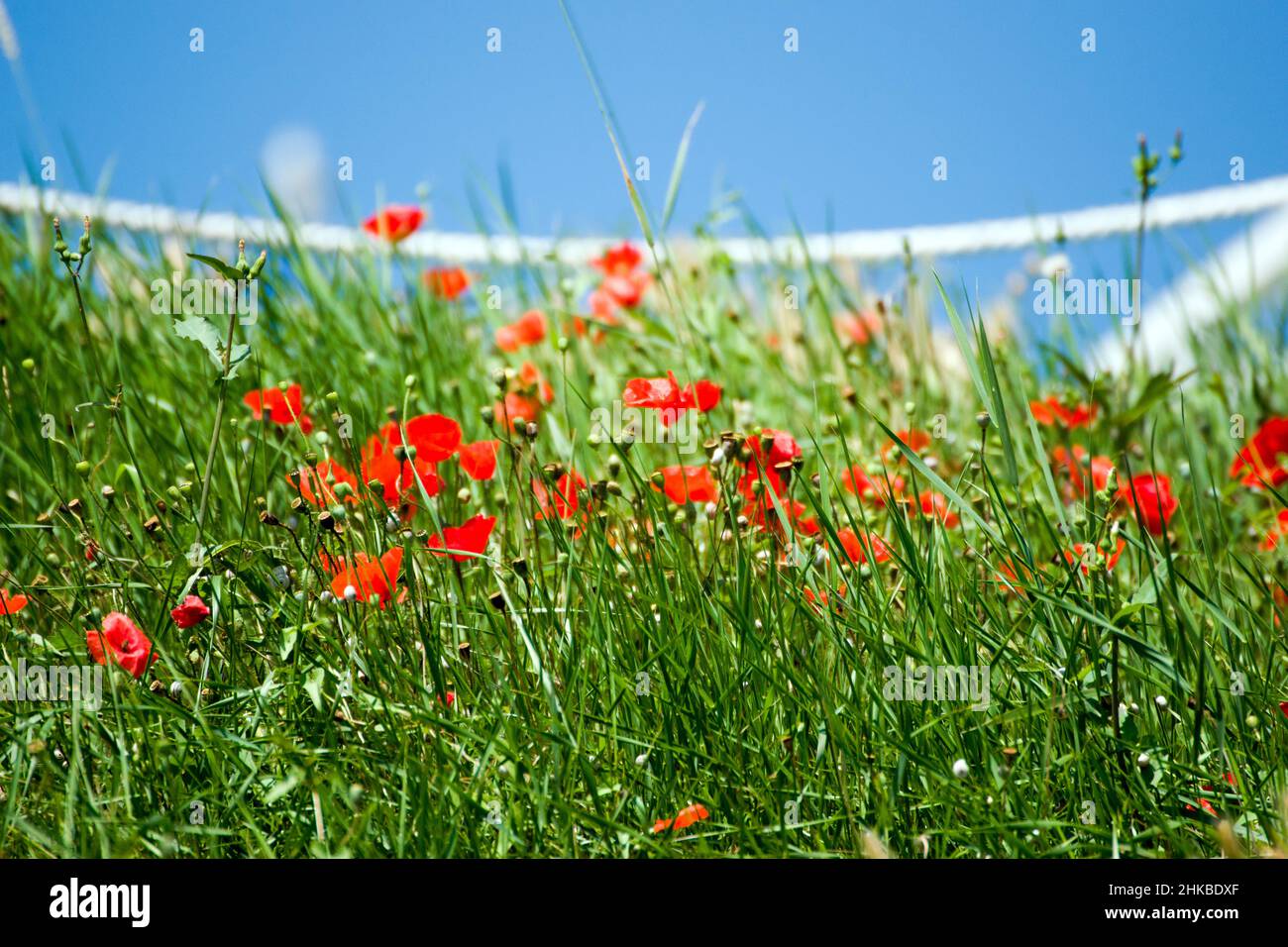 Mohnblumen. Poppy ist eine krautige Pflanze mit auffälligen Blüten, milchigem saft und abgerundeten Samenkapseln. Stockfoto