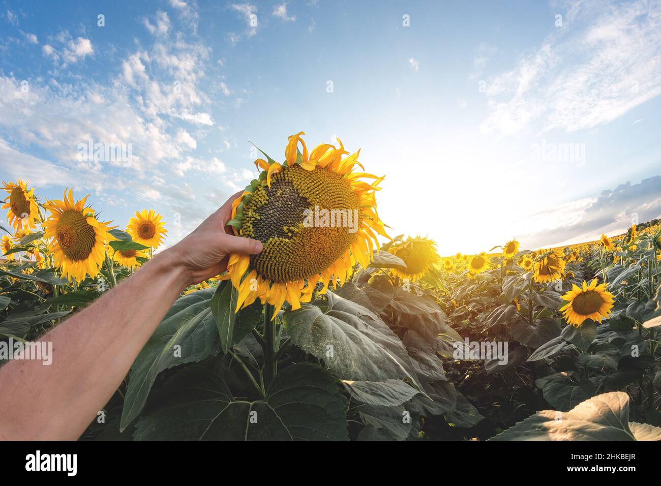 Ein Bild vom Sonnenblumenfeld am Morgen oder Abend. Die Hand des Männchens hält eine Blüte. Die Sonne scheint am Himmel während des Sonnenuntergangs oder Sonnenaufgangs. Tolle Aussicht Stockfoto